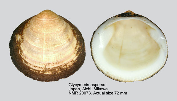 Glycymeris aspersa.jpg - Glycymeris aspersa(Adams & Reeve,1850)